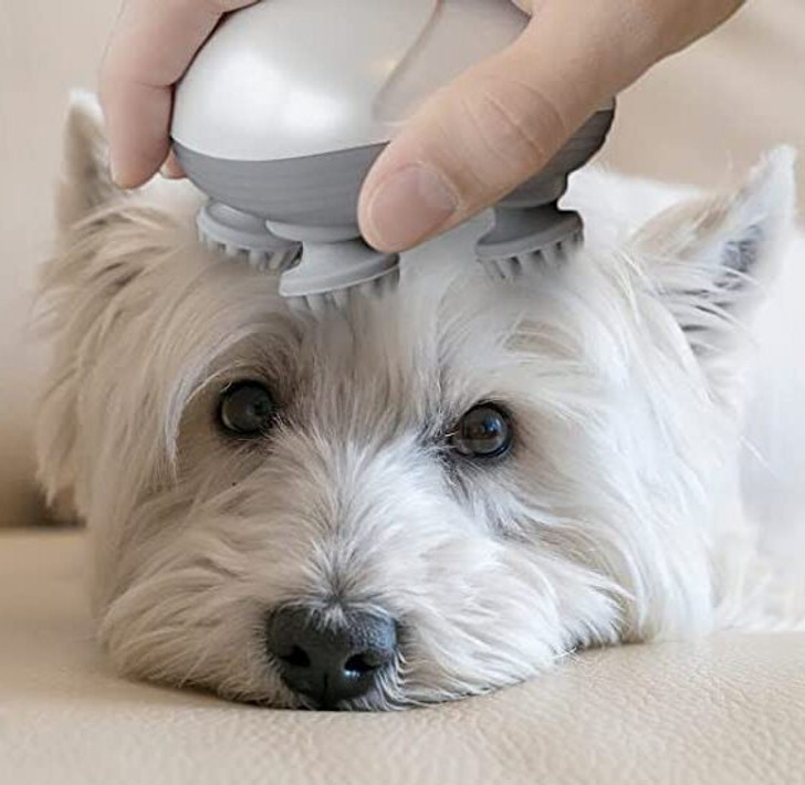 Featured image for Pet-Friendly Homes: Finding the Perfect Place for Your Furry Friends